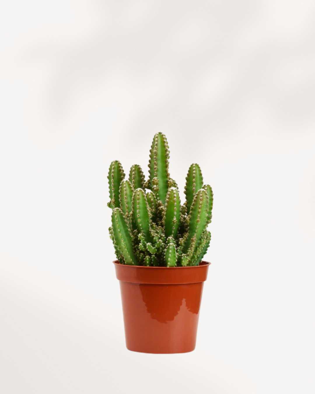 Cactus Cereus Fairy Castle