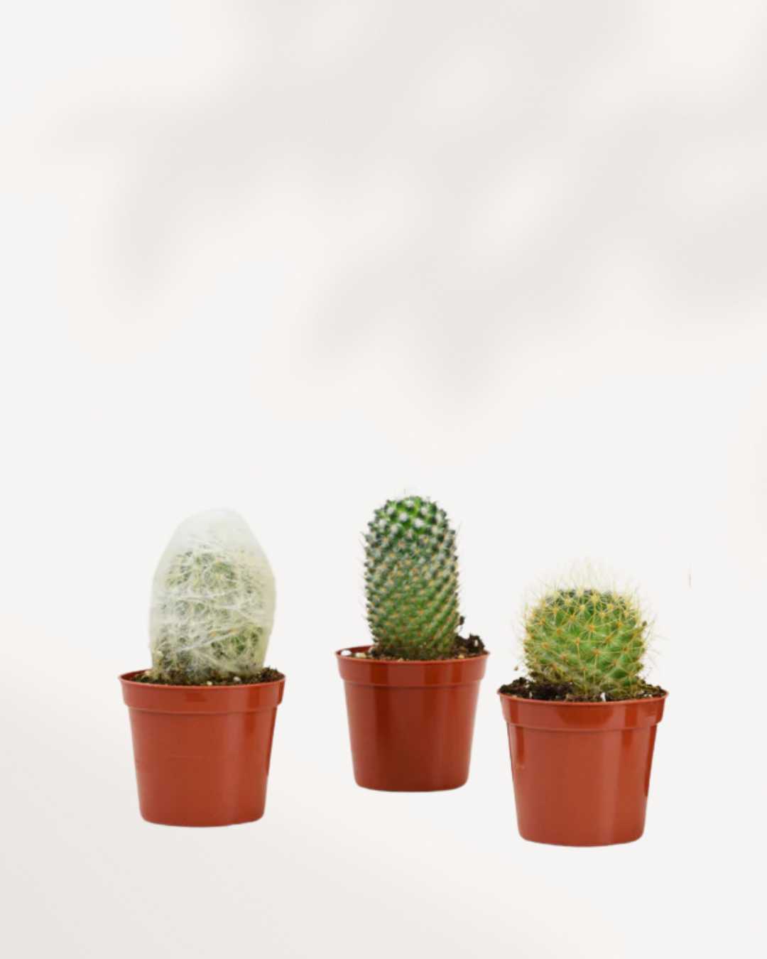 Cactus Mystery Box
