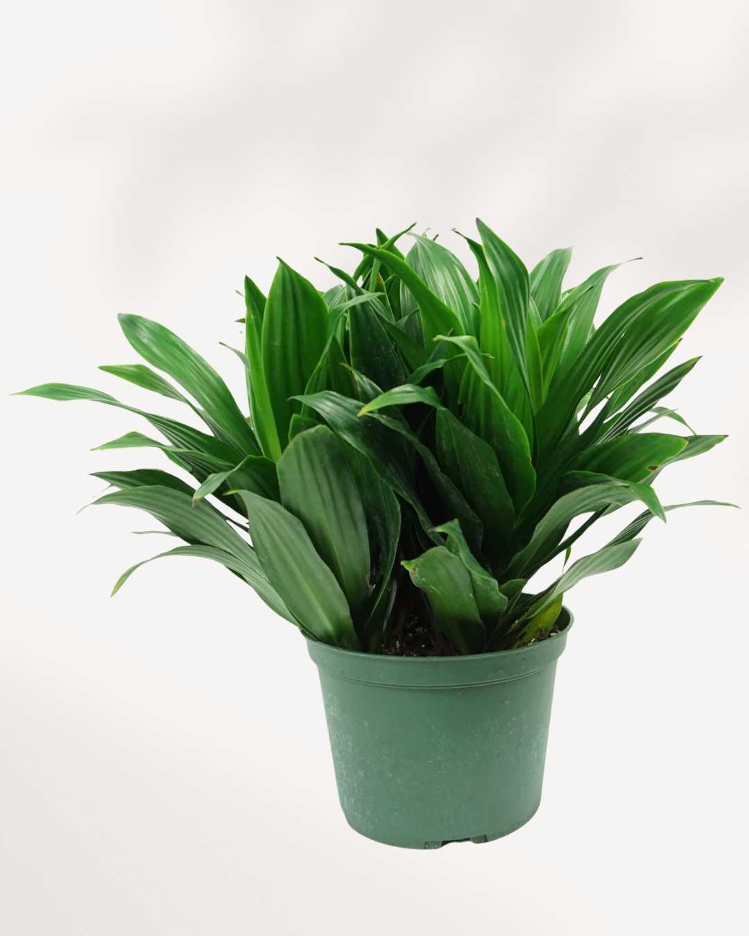 Dracaena Janet Craig