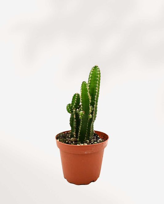 Fairy Castle Cactus
