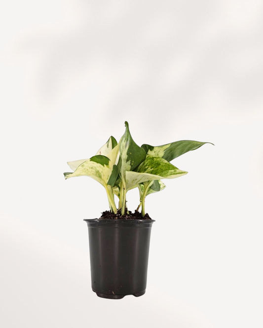 Pothos Majula - Epipremnum Aureum Manjula